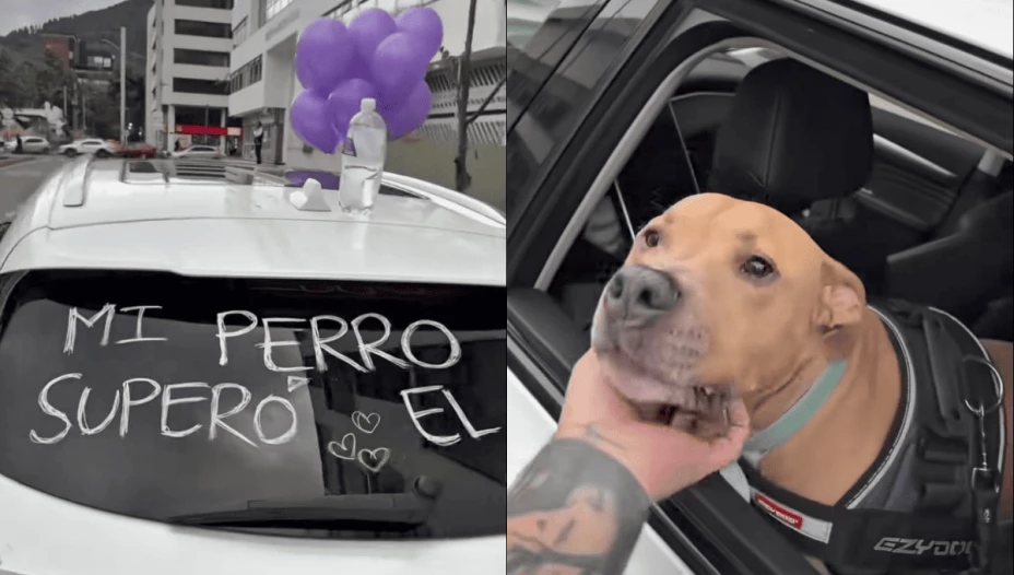 Perrito se hace viral porque su dueño anunció que le ganó al cáncer.png