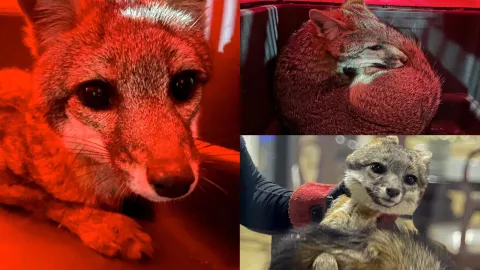 Encuentran zorro dentro de un domicilio en Zibatá Querétaro