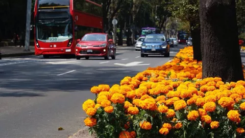 Las flores de cempas&uacute;chil adornar&aacute;n el D&iacute;a de Muertos