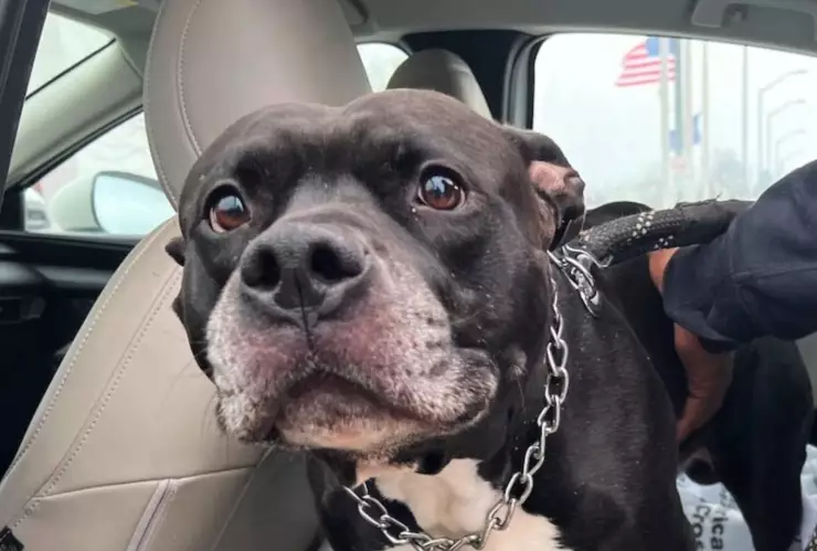 Perro salva a su dueña de incendio