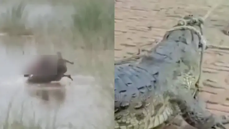 cocodrilo muerte de un niño