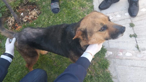 Perrita abusada (1).png