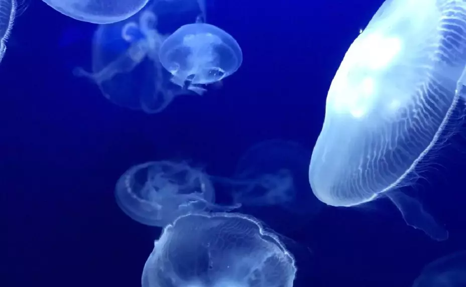 ¿Qué es la Bioluminiscencia