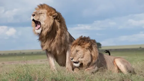 leones atacaron