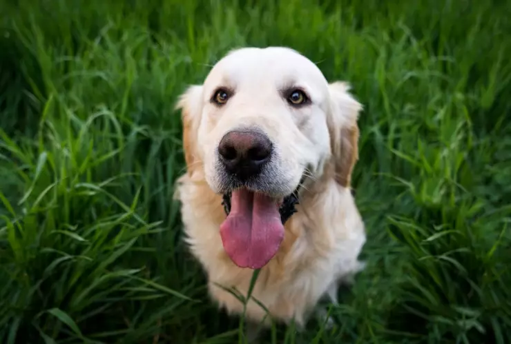 Riesgos de la cal en los perros
