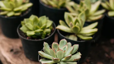 Las suculentas son plantas que no deberías tener en tu cocina