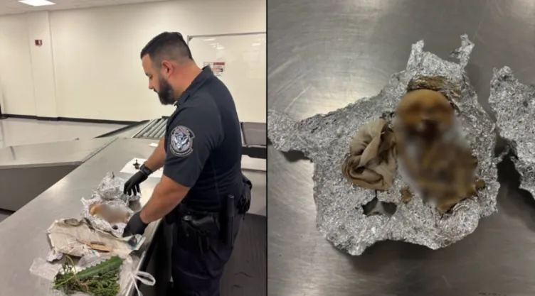 Encuentran restos humanos en maleta en Aeropuerto Internacional de Tampa, Florida