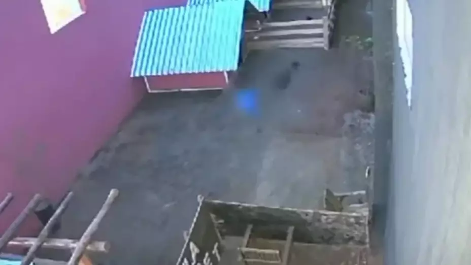 Niño de 9 años mata y mutila a 23 animales