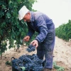rioja vinos españa