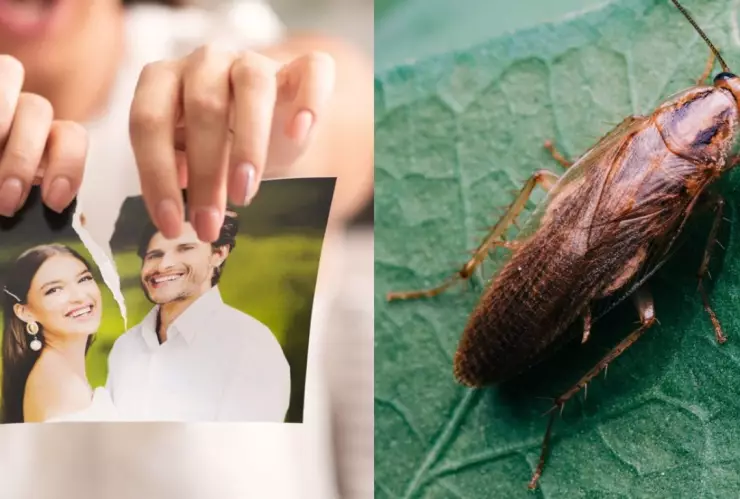 Nombra una cucaracha como tu ex para el 14 de febrero