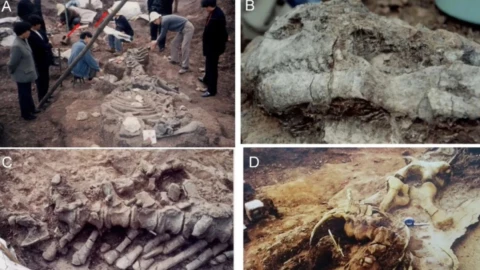 Descubren huevos y restos fósiles de los dinosaurios más antiguos