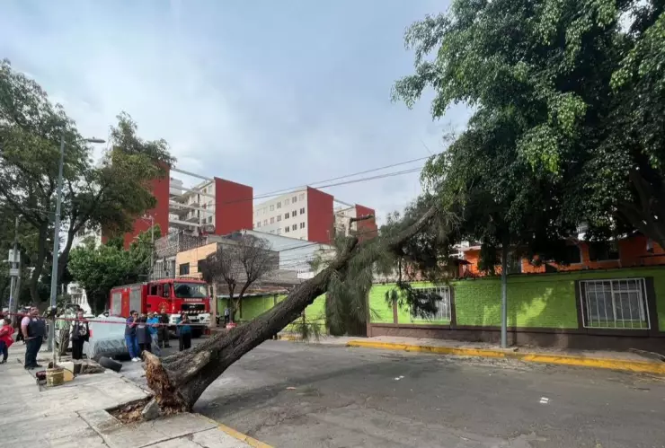 debido a las fuertes rachas de viento un árbol cayó en calles de la CDMX