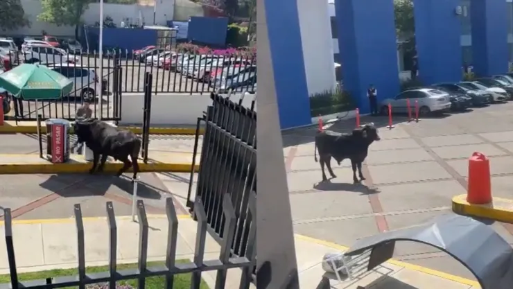 VIDEO: Un toro se metió a la escuela La Salle del Pedregal, en la CDMX