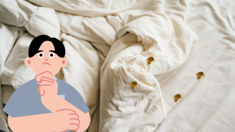 chinches.png