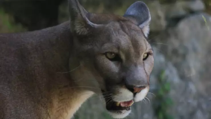 Puma doméstico ataca a niña de 3 años; la menor perdió el brazo