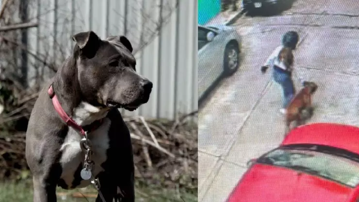 ¿Qué castigo habrá para el duelo del pitbull que atacó a un niño en Jiutepec?