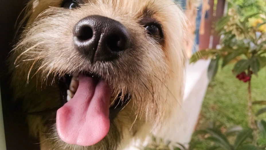 Perro feliz