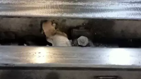 Personal del Metro CDMX rescata a cachorro en vías de la Línea 9