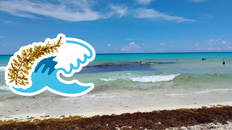 Playas libres de sargazo en Quintana Roo HOY 8 de septiembre de 2025_ Lista desde Holbox, Cancún, Tulum a Xcalak.jpg