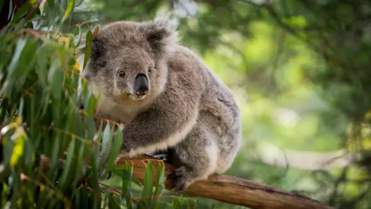 Koalas en Australia son sacrificados.jpg