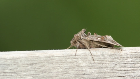 La polilla de madera es un insecto muy difícil de erradicar de tu hogar