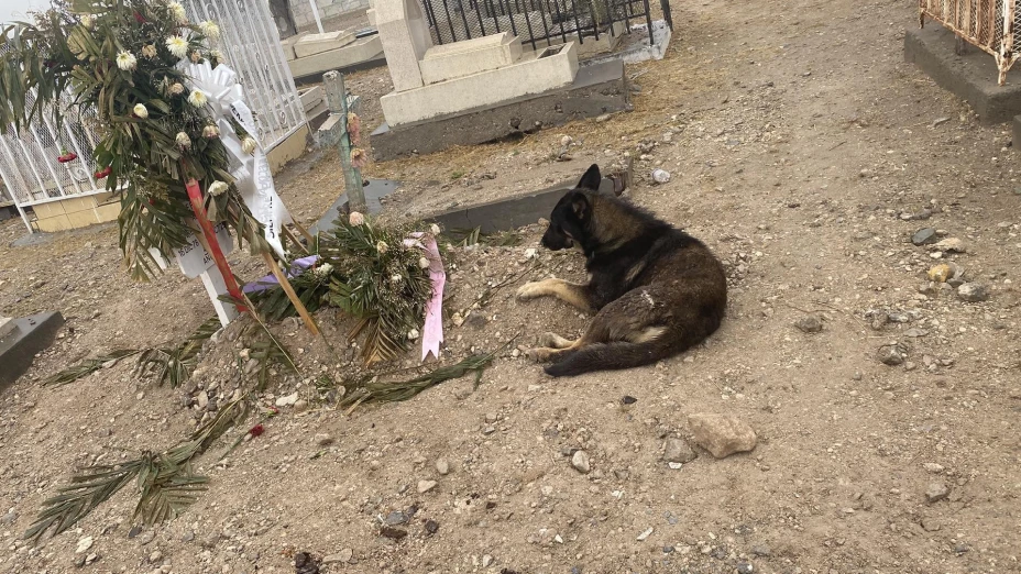 perro espera tumba dueña.jpg