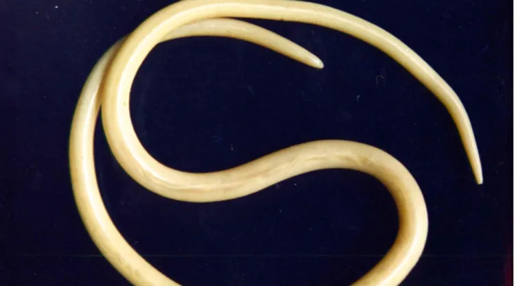 Riegos del Ascaris en el cuerpo humano: Parásitos intestinales por verduras mal lavadas