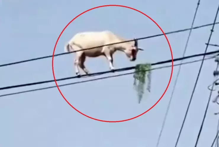 cabra comiendo pasto cables luz