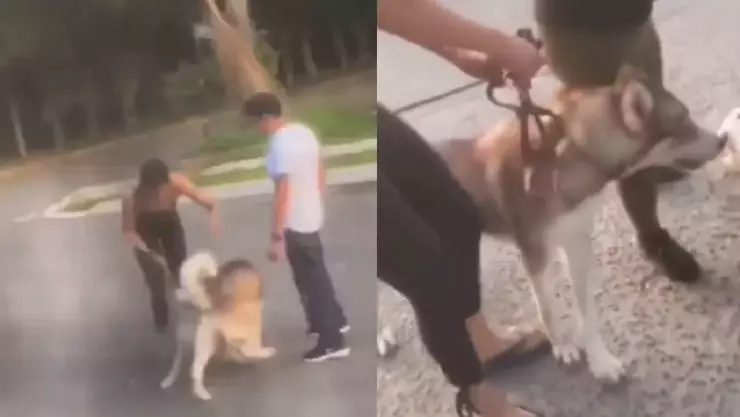 VIDEO_ Dueña de Husky deja que su perro mate a otro en Jalisco