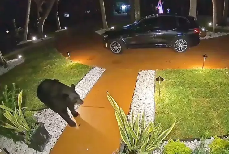Oso roba comida de una familia y todo queda captado en video