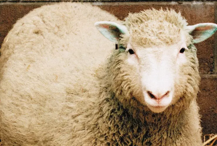 La oveja Dolly
