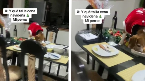 Perro se come la cena de Navidad