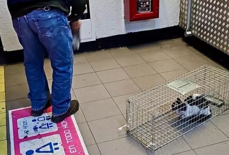 trabajadores-del-metro-rescatan-gato-vías-en-garibaldi-linea-b-portada