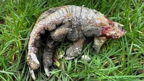 garra de dinosaurio en Reino Unido
