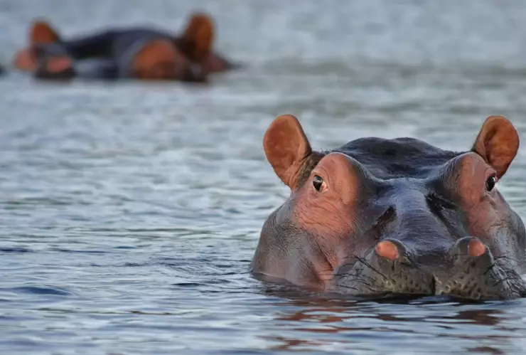 Hipopótamos en el agua_envenamiento en África.jpg