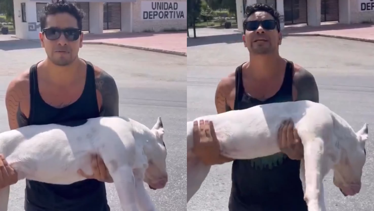 Envenenan a perro en Tulum