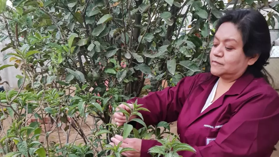 huichín cáncer de mama IPN