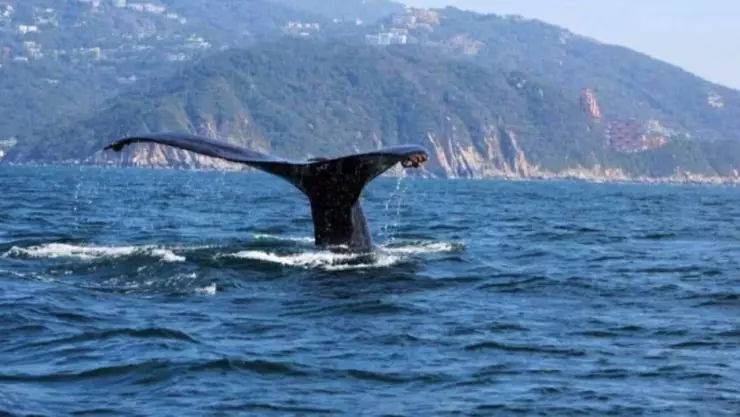 Avistamiento de ballenas en Acapulco