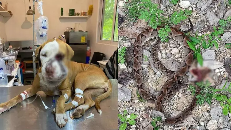 Perrita Akira sobrevive al ataque de dos nauyacas en Quintana Roo