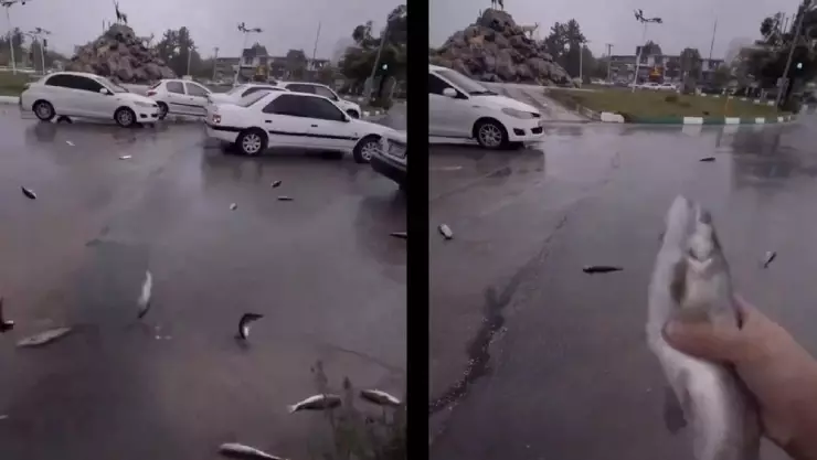 Captan lluvia de peces en Irán; por qué se produce este fenómeno.jpg