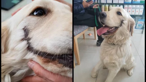 perrito guason batman crueldad animal