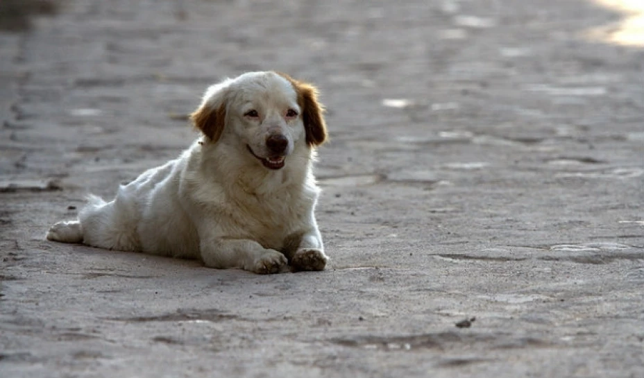 Propuso quemar a perros callejeros con garrapatas, en una idea que calificó de “media locochona”