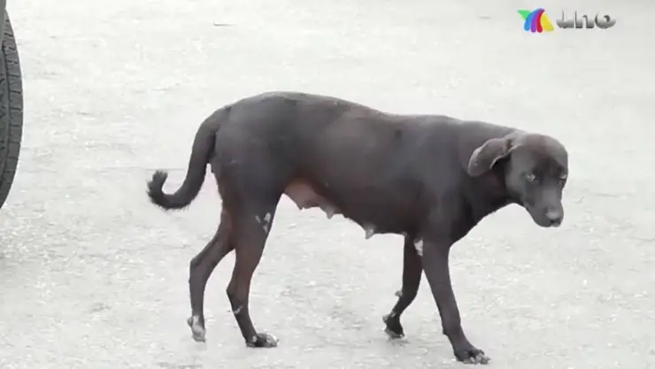 perros gatos envenanmienmto