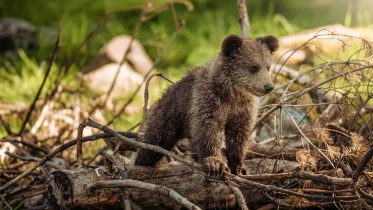¡No los dejaron tranquilos! Grupo de turistas molestan a oseznos por una foto; una de las crías está desaparecida