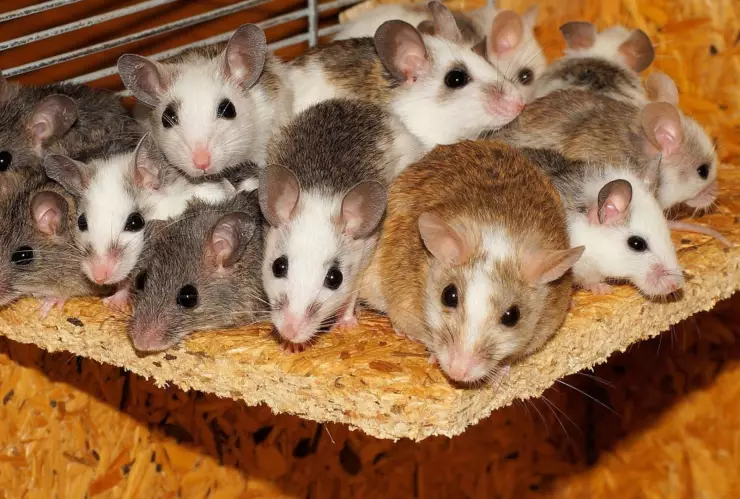 La manera de ahuyentar las ratas de casa con vinagre blanco