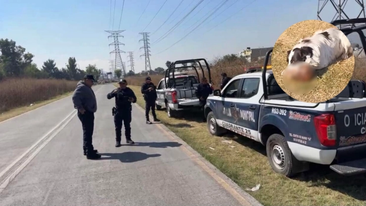 Descubren restos humanos en Ecatepec: un perro jugaba con un cráneo