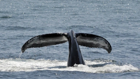 ballena