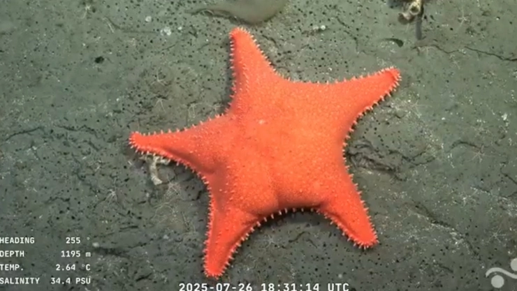 Así se ven las profundidades del Mar del Plata.