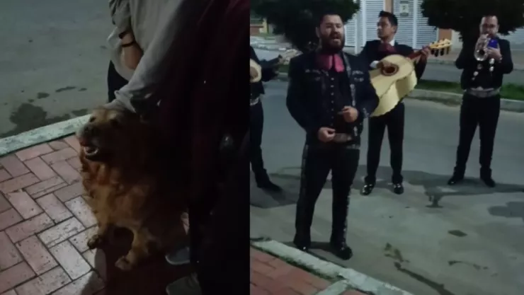 serenata canina