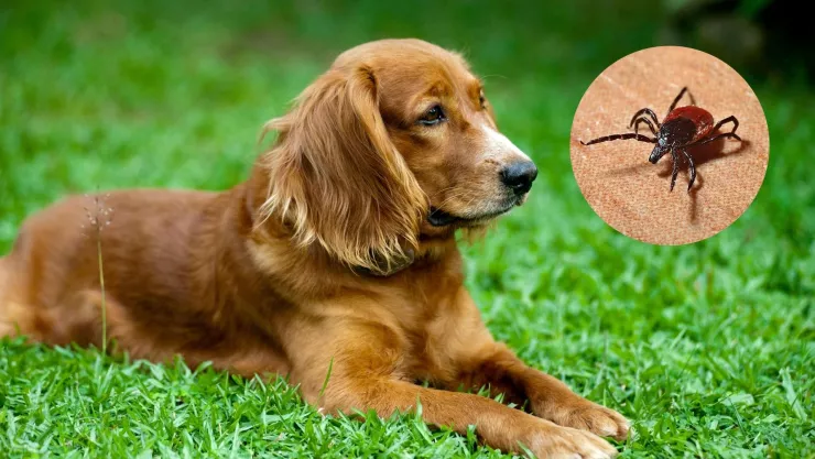 &iexcl;Protege a tu perro de las garrapatas con estos consejos!